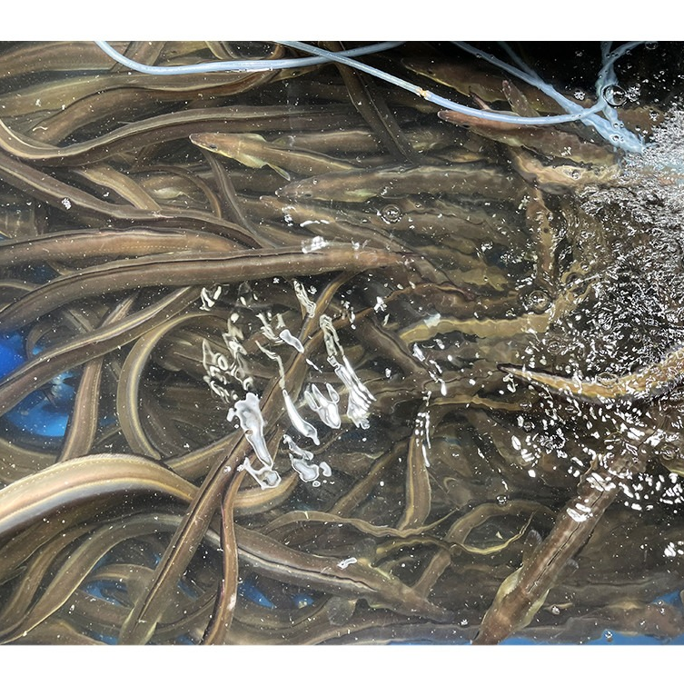 [Chossijib] Eel Stew 850g   조씨집 하모장어탕